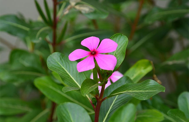 長春花的花語是什么?長春花的寓意和象征