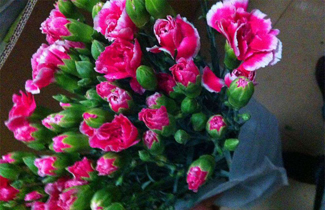 黃康乃馨的花語是什么?黃康乃馨的寓意和象征