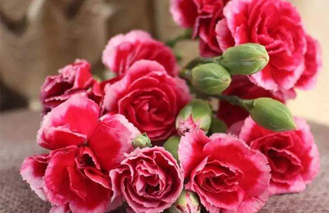 黃康乃馨的花語是什么?黃康乃馨的寓意和象征