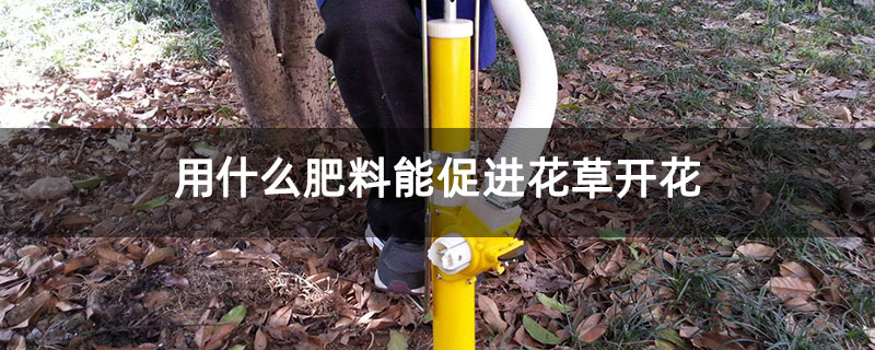 用什么肥料能促進花草開花