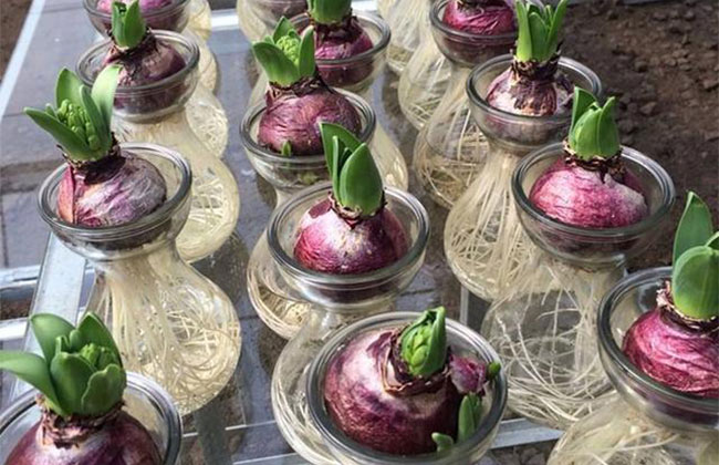 紫色風信子的花語是什么?紫色風信子的寓意和象征