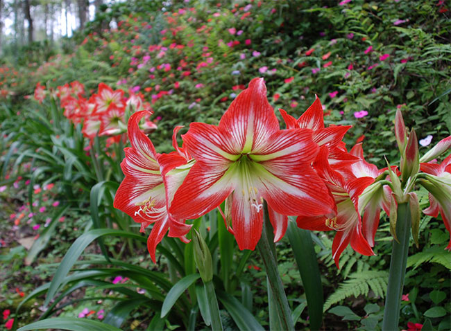 朱頂紅