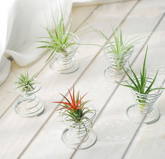 超好養活的空氣鳳梨 超好養活的空氣鳳梨