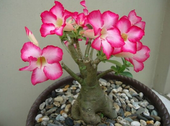 超好養活的沙漠玫瑰 超好養活的沙漠玫瑰