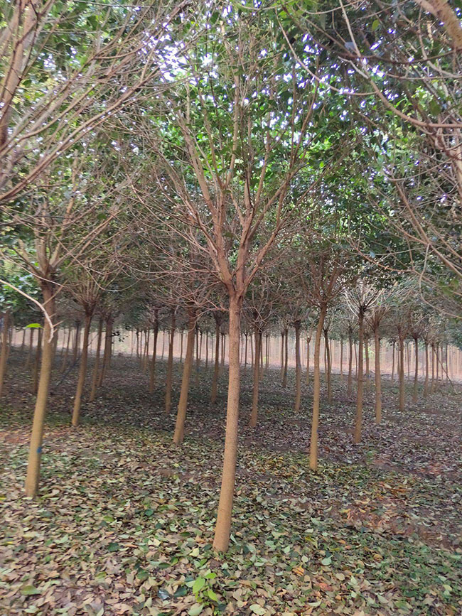 大葉女貞小苗批發(fā)價格多少錢一棵