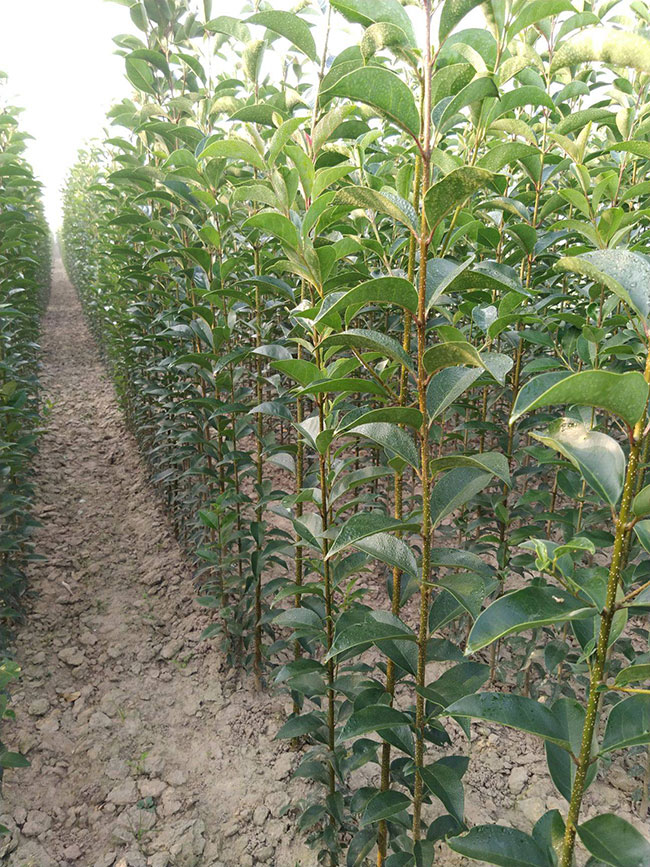 大葉女貞小苗批發(fā)價格多少錢一棵