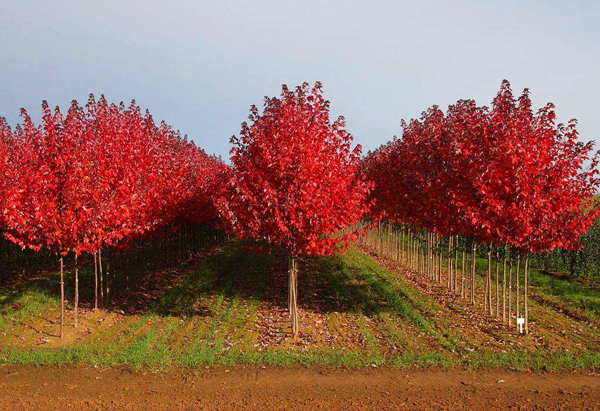 紅楓樹 紅楓樹