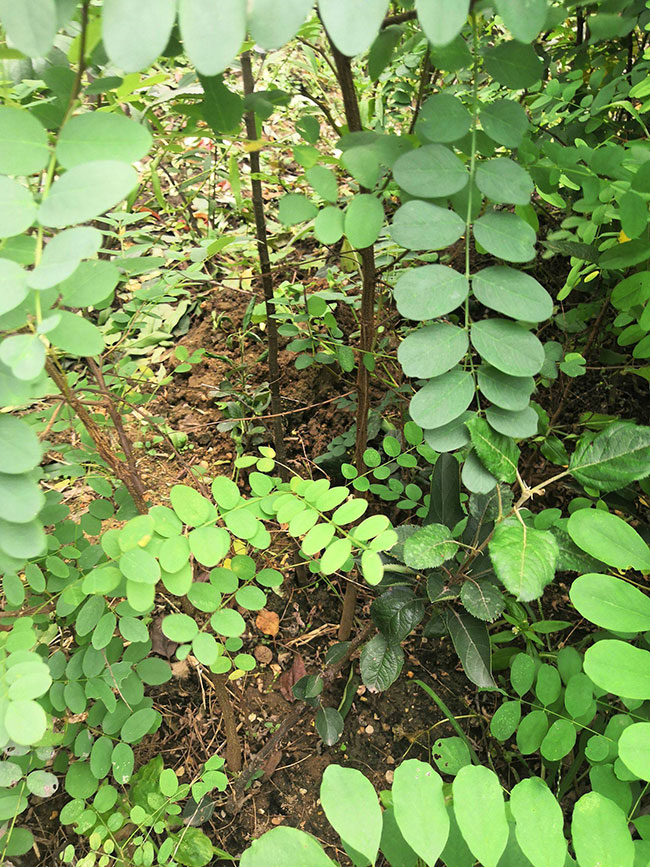 刺槐可以嫁接金枝槐嗎?金枝槐是如何嫁接?