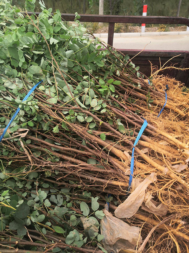 刺槐可以嫁接金枝槐嗎?金枝槐是如何嫁接?