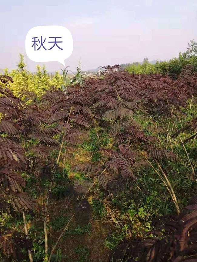 紫葉合歡樹的前景如何?紫葉合歡市場前景分析