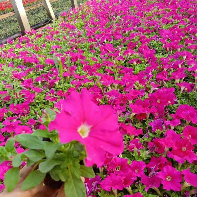 玫紅色喇叭花 玫紅色喇叭花