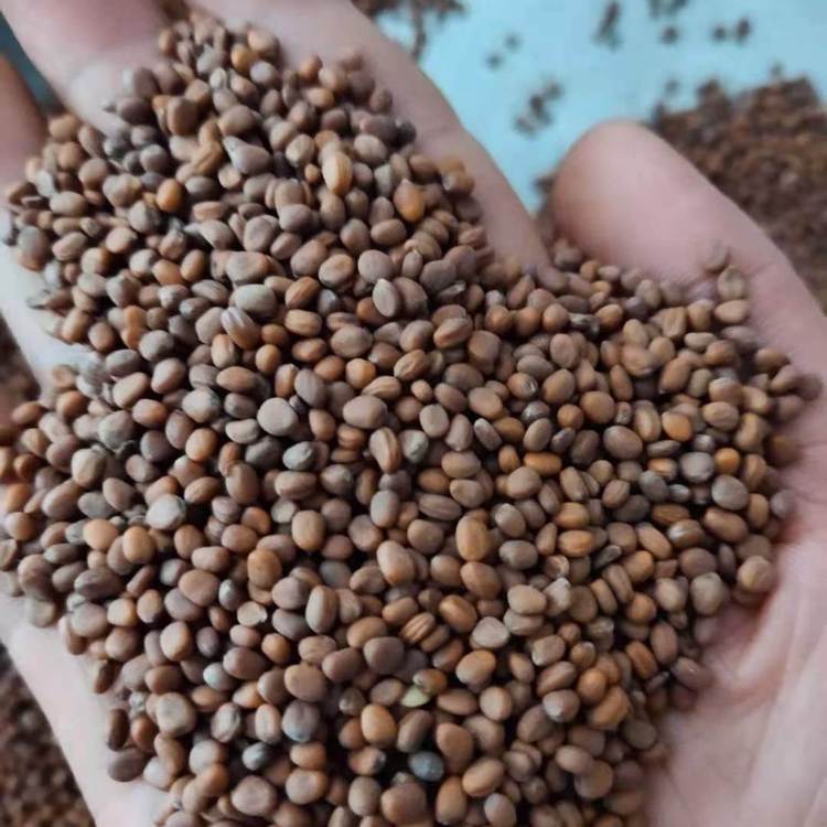 蘿卜種子 蘿卜種子